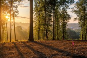 Wooded Northern Virginia building lot at sunrise with surveyor stakes